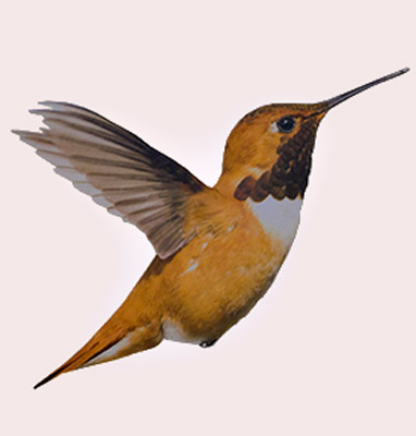 Kinderarztpraxis Vahrenwald Kolibri